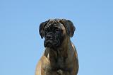 BULLMASTIFF 346